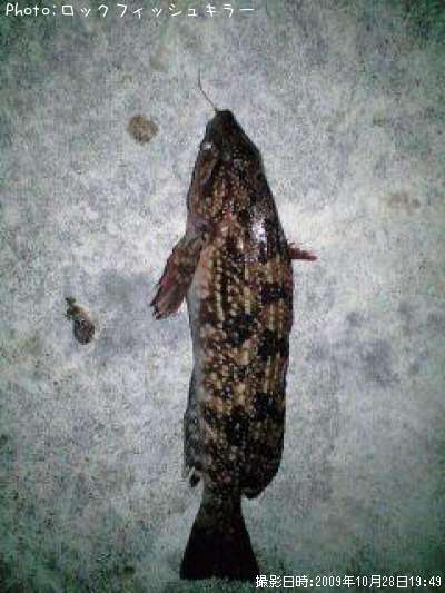 �����ʤ�