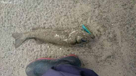 �����Х����ĥХ�������������