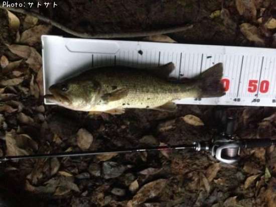 �֥�å��Х�