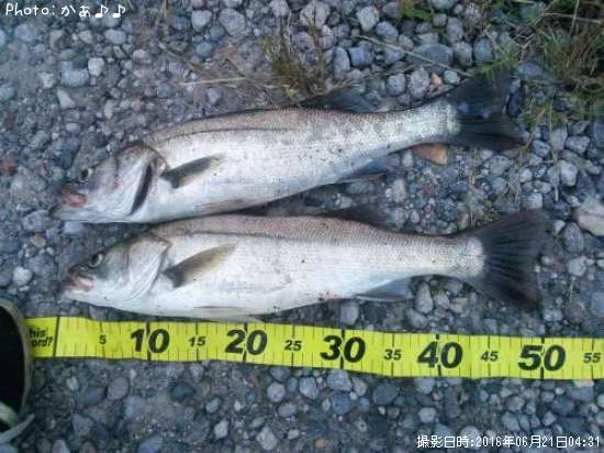 ���ơʤ�������