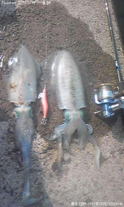 �����ꥤ��