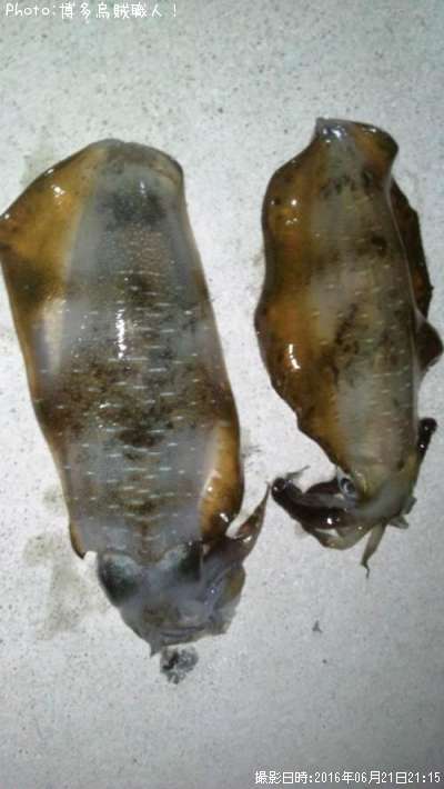 �����ꥤ��