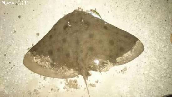 �ĥХ�������