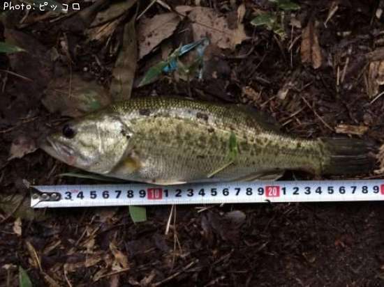 �֥�å��Х�