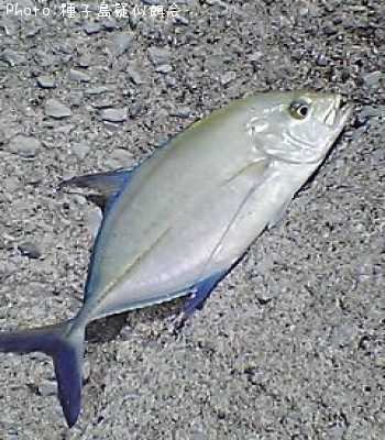 �����ߥ���