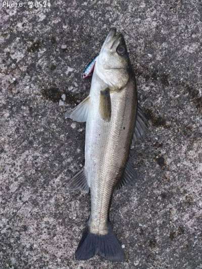 �����Х�