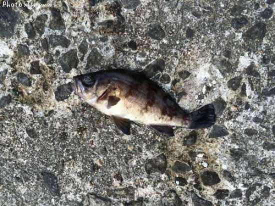 ��Х�ܥ���ƨ��