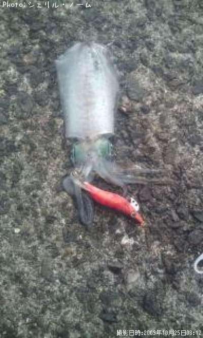 �����ꥤ��