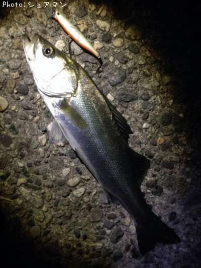 �����Х�