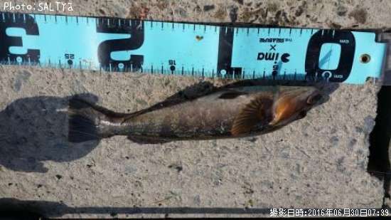 �����ʥ�