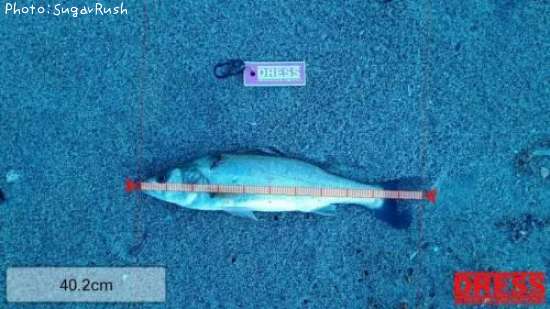 �����Х�