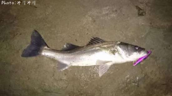 �����Х�