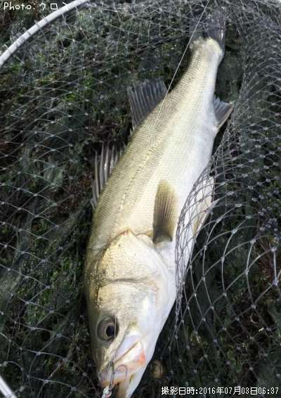 �����Х�