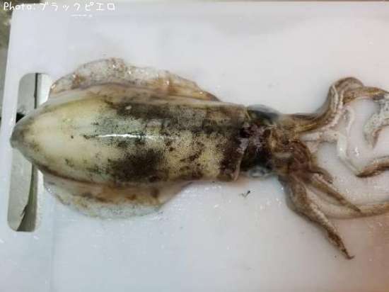 �����ꥤ��