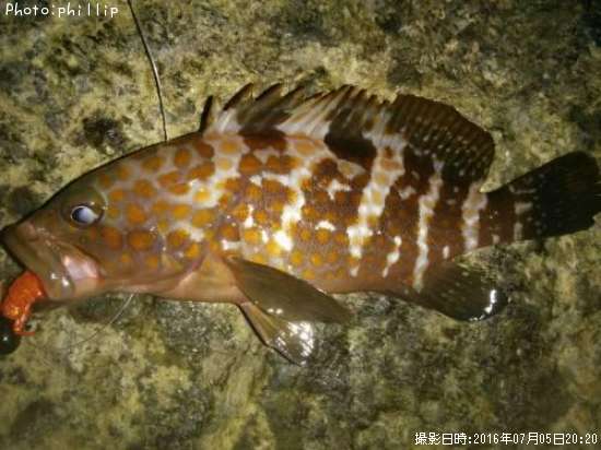 �����ϥ�