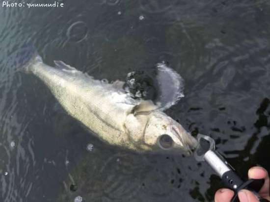 �����Х�