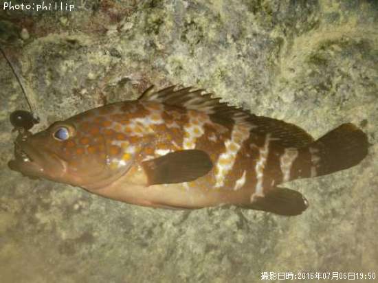 �����ϥ�