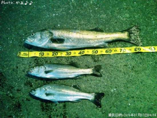 �����Х��ܿ���