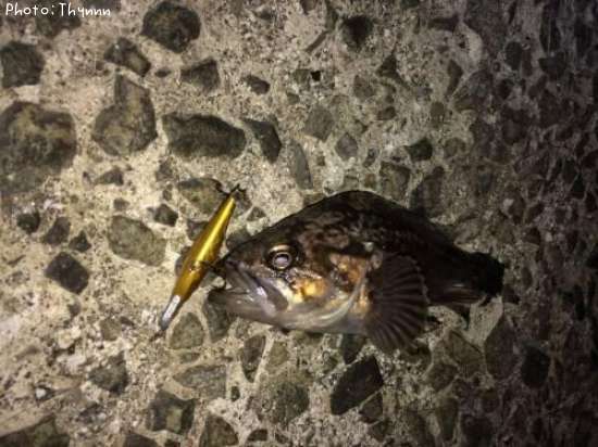 ���ӥ����ܥ���ƨ��