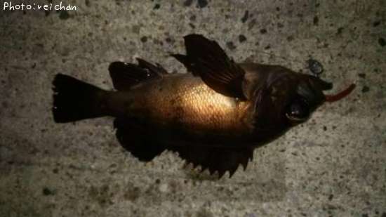 ������Х�