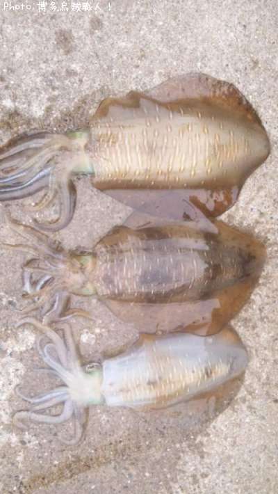 �����ꥤ��