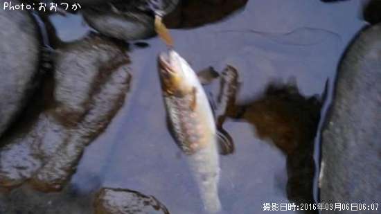 �֥饦��ȥ饦��