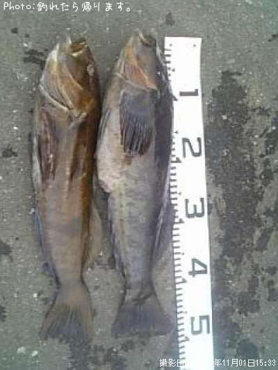 �����ʥ�