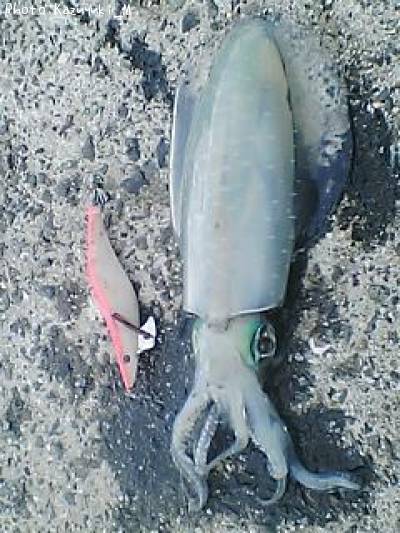 �����ꥤ��