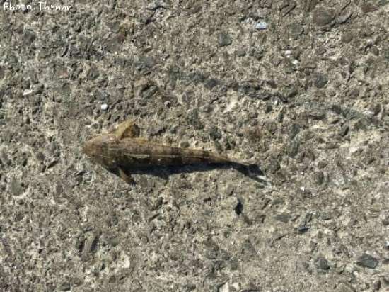 ���ӥ���