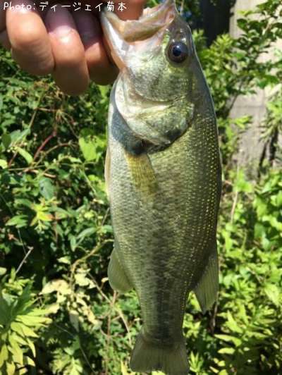 �֥�å��Х�