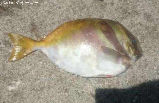 �ҥᥢ����