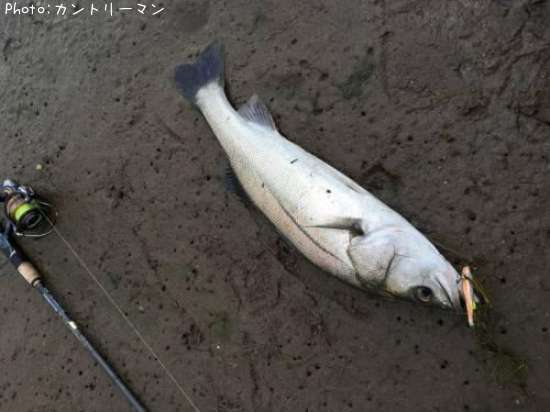 �����Х�