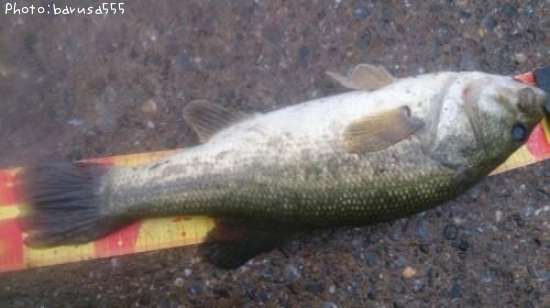 �֥�å��Х�