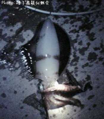 �����ꥤ��