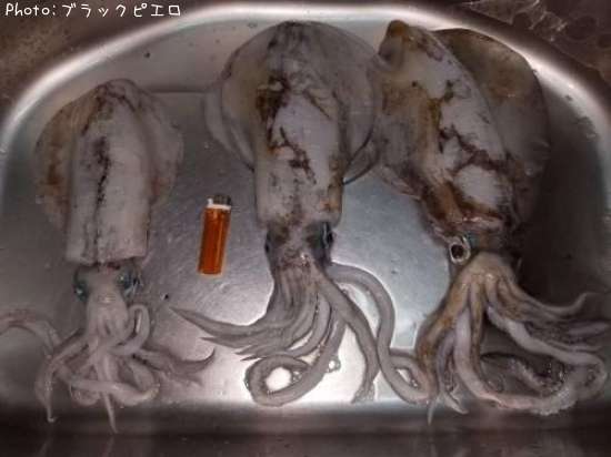 �����ꥤ��