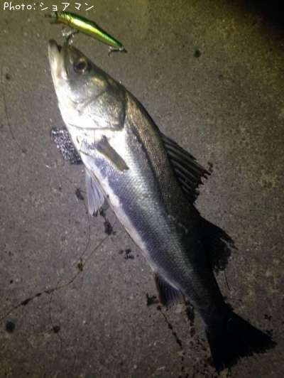 �����Х�