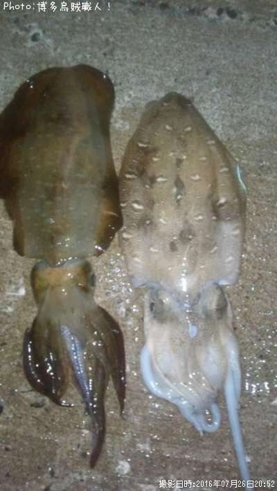 �����ꥤ�������ߥʥꥤ��