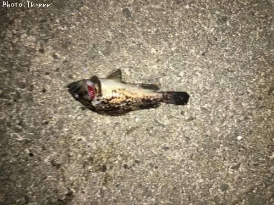 ���ӥ����ܥ���ƨ��