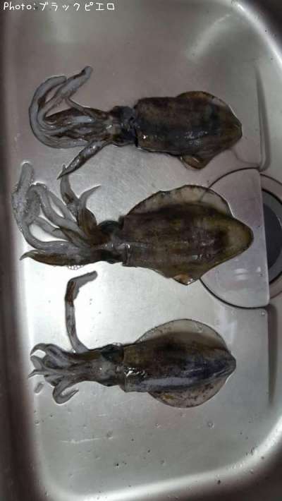 �����ꥤ��