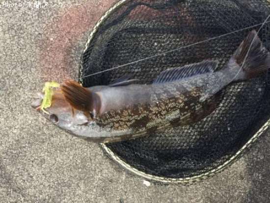 �����ʥ�