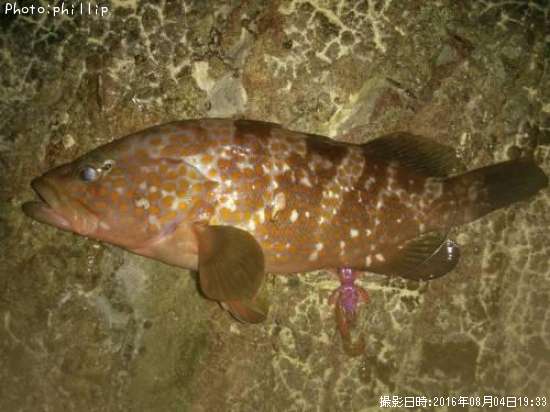 �����ϥ�