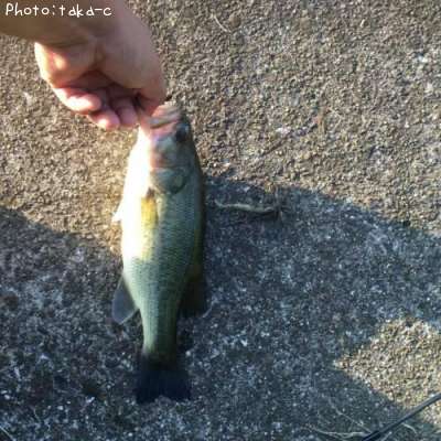 �֥�å��Х�