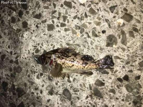 ���ӥ����ܥ���ƨ��