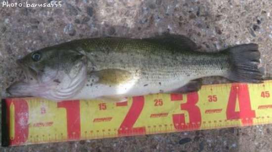 �֥�å��Х�