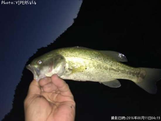 �֥�å��Х�