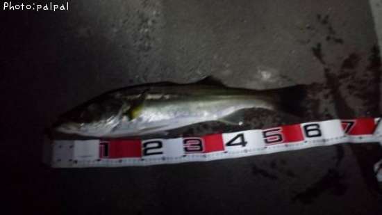 �����Х�