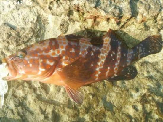 �����ϥ�