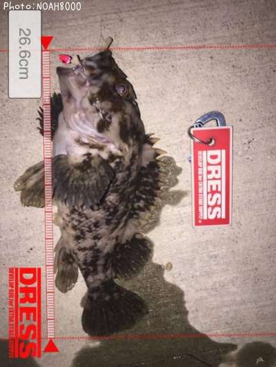 �٥å�������