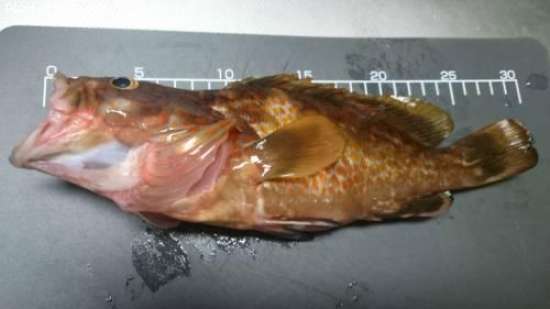 �����ϥ�