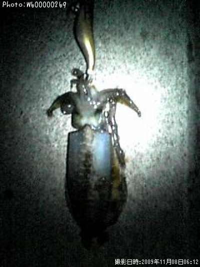 �����ꥤ��